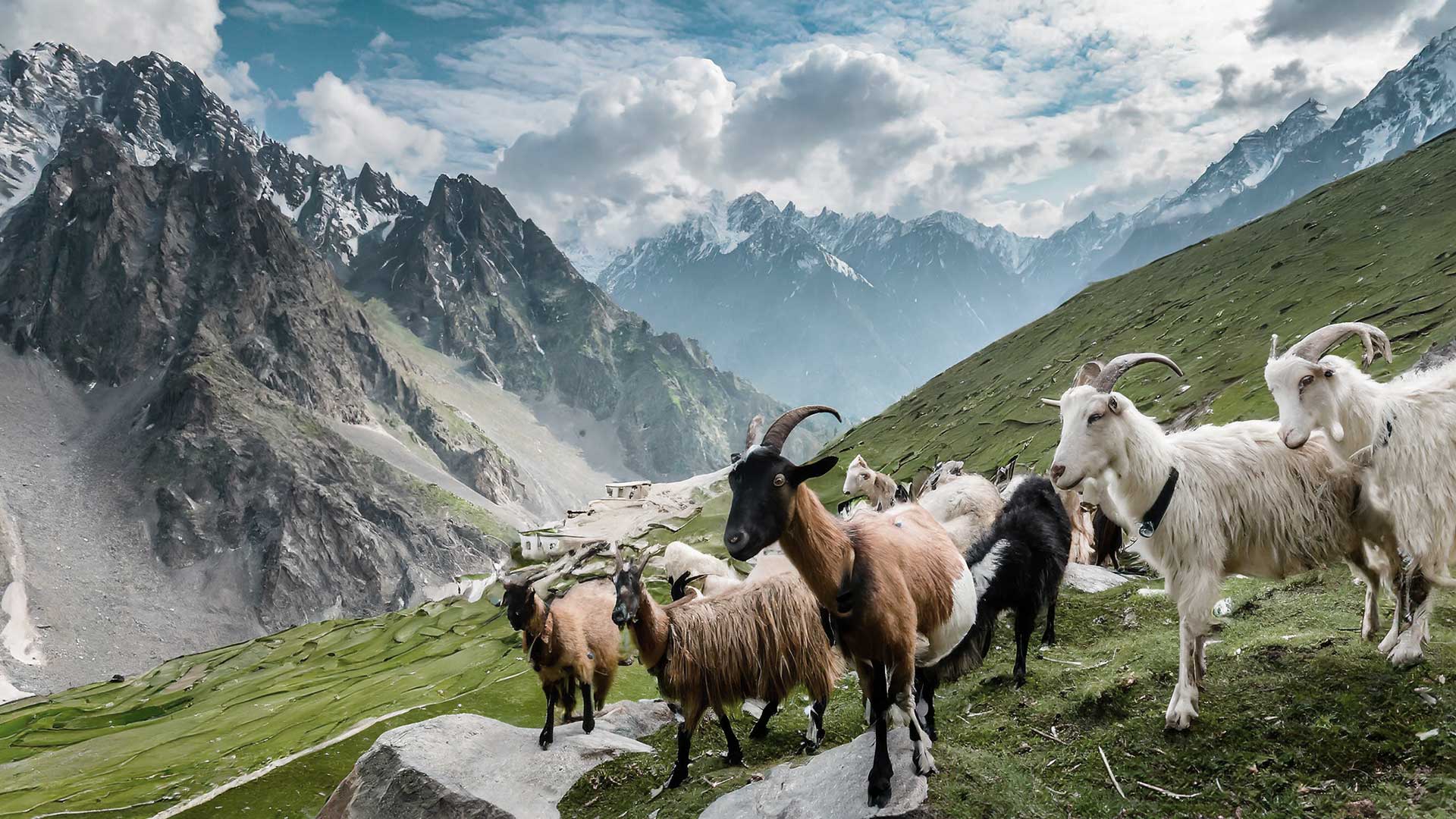 Kashmir, kozy i gory 
